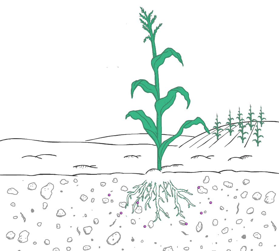 Animated illustration of a corn plant.
