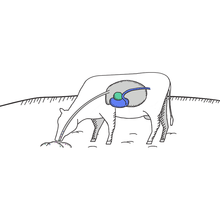 An animation showing a cow taking in nutrients from feed.